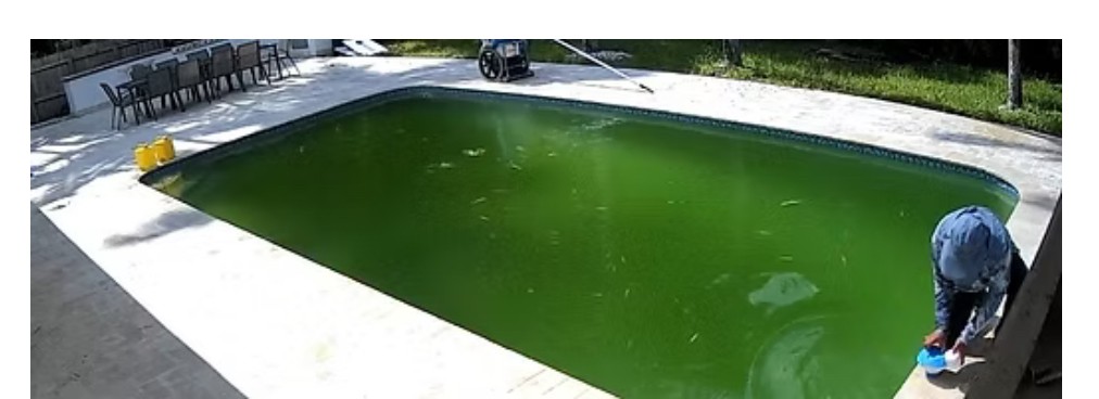 Real green pool before our service
